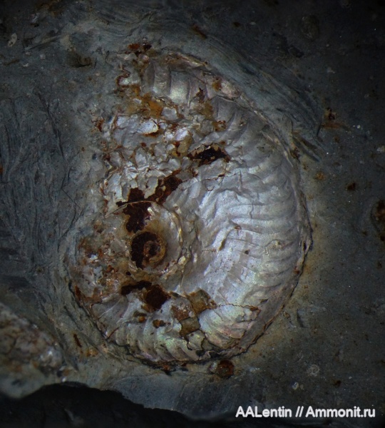 юра, кимеридж, Самарская область, Plasmatites, Заводское обнажение, Kimmeridgian