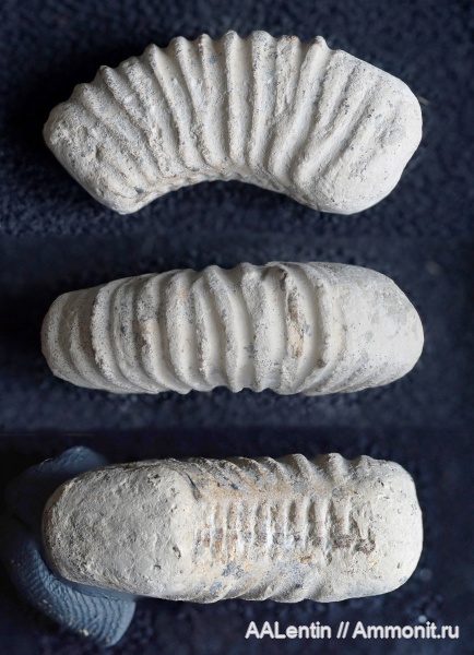 аммониты, юра, келловей, Самарская область, Peltoceras, Ammonites, Октябрьск, Callovian, Jurassic, Middle Jurassic