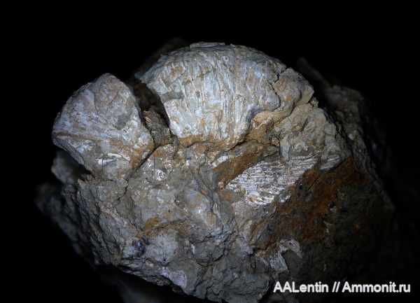 аммониты, юра, Самарская область, Заводское обнажение, нижневолжский подъярус, Ilowaiskya