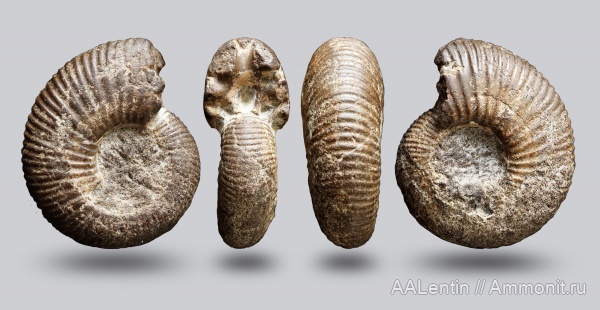 аммониты, юра, Самарская область, Taimyrosphinctes, Заводское обнажение