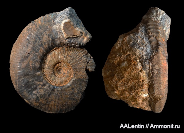 аммониты, юра, келловей, Самарская область, Kosmoceratidae, Gulielmiceras, Алексеевский район, Gulielmiceras gulielmi