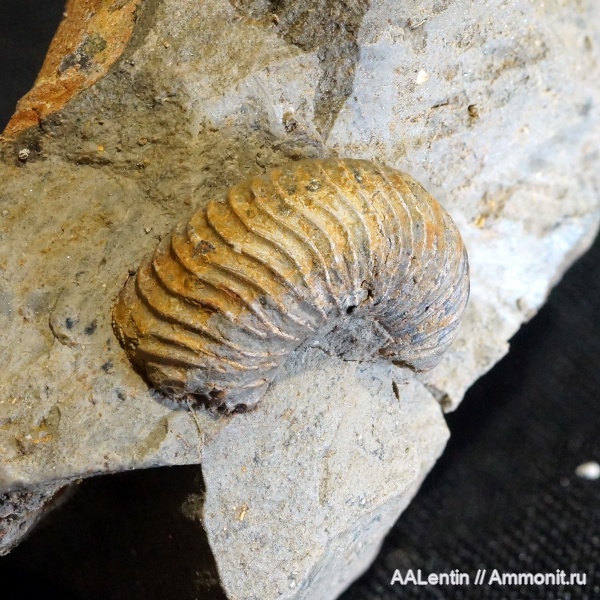 аммониты, юра, Самарская область, Заводское обнажение, нижневолжский подъярус