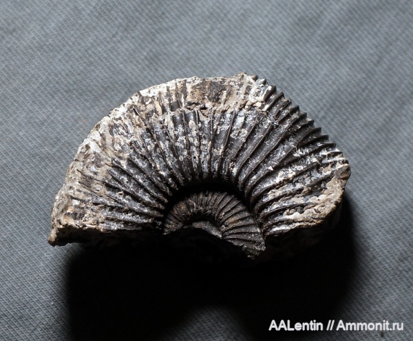 аммониты, юра, Самарская область, Кашпир, нижневолжский подъярус, Ilowaiskya, Jurassic