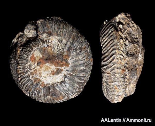 аммониты, мел, Самарская область, Surites, нижний мел, Кашпир