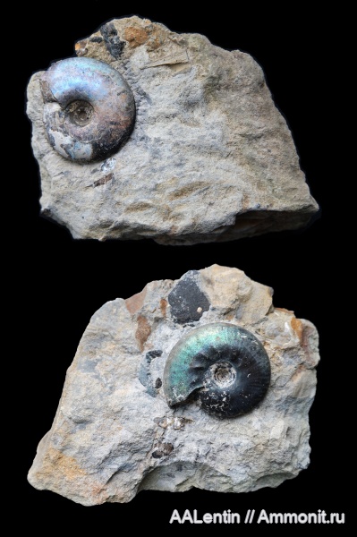 аммониты, юра, Самарская область, Craspedites, Craspedites mosquensis, Craspedites subditus, Заводское обнажение