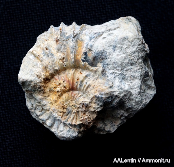 аммониты, юра, Pavlovia, Самарская область, Заводское обнажение, нижневолжский подъярус, Jurassic