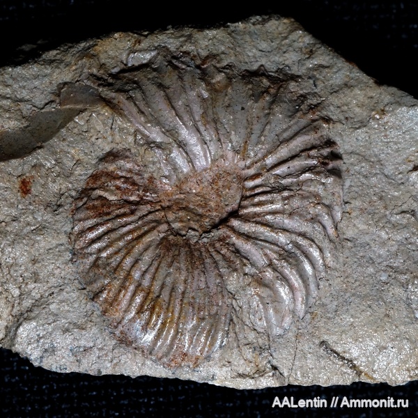 аммониты, юра, Самарская область, Заводское обнажение, нижневолжский подъярус, Jurassic, Michailoviceras