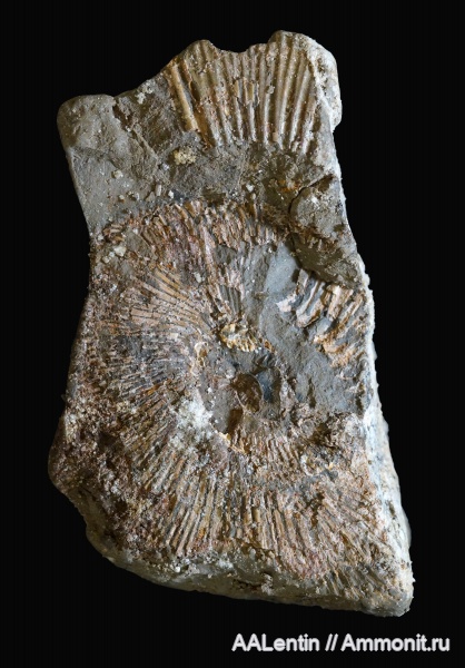 аммониты, юра, Самарская область, Заводское обнажение, нижневолжский подъярус, Jurassic, Michailoviceras