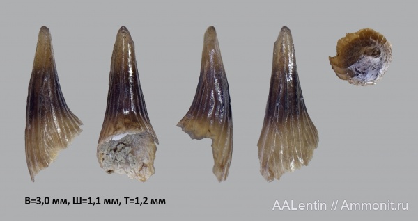 юра, Самарская область, зубы акул, Заводское обнажение, нижневолжский подъярус, Jurassic, fish teeth