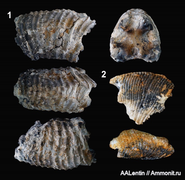аммониты, юра, Самарская область, Заводское обнажение, нижневолжский подъярус, Jurassic, Michailoviceras