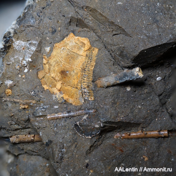 морские ежи, юра, Самарская область, иглы морских ежей, Заводское обнажение, нижневолжский подъярус