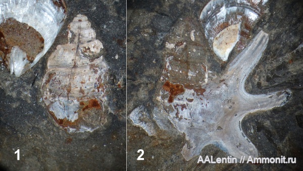 гастроподы, юра, Самарская область, средний подъярус волжского яруса, Aporrhaidae, Заводское обнажение, Undoriptera tridactylus, Undoriptera