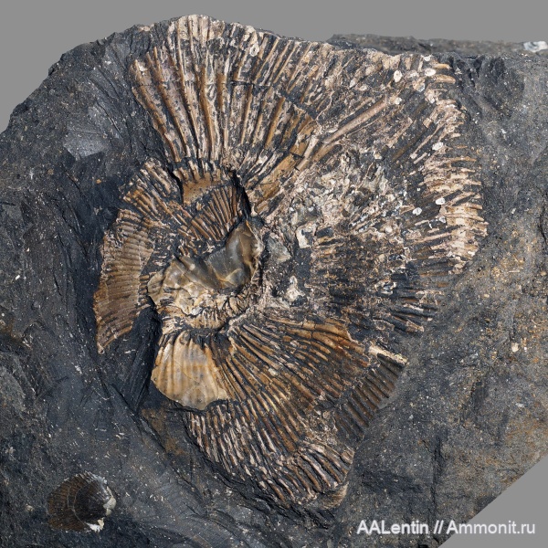 аммониты, юра, Самарская область, Кашпир, нижневолжский подъярус, Jurassic, Michailoviceras