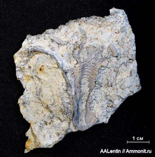 трилобиты, гжельский ярус, верхний карбон, Самарская область, Сокский карьер