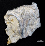 "Целый" панцирь трилобита