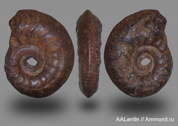 аммониты, юра, келловей, Самарская область, Quenstedtoceras, Ammonites, Заводское обнажение, Callovian, Jurassic