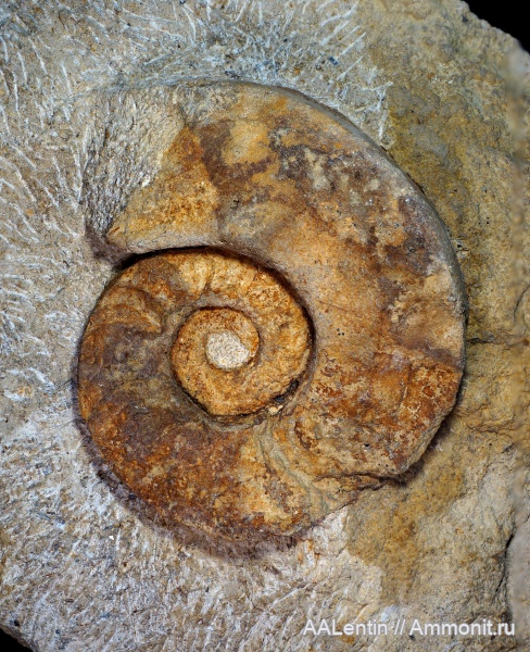 Domatoceras, нижний карбон, Тульская область, Nautiloidea, Nautilida, визейский ярус, тульский горизонт