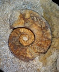 Наутилида Domatoceras sp.