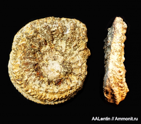 аммониты, юра, оксфорд, Amoeboceras, Самарская область, Заводское обнажение