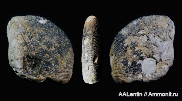 аммониты, юра, Самарская область, Заводское обнажение, нижневолжский подъярус, Jurassic, Michailoviceras