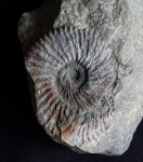 Аммонит Taimyrosphinctes