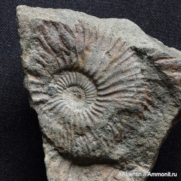 аммониты, юра, волжский ярус, Самарская область, Taimyrosphinctes, Заводское обнажение, Jurassic