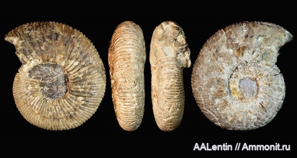 аммониты, юра, Самарская область, Заводское обнажение, нижневолжский подъярус, Ilowaiskya