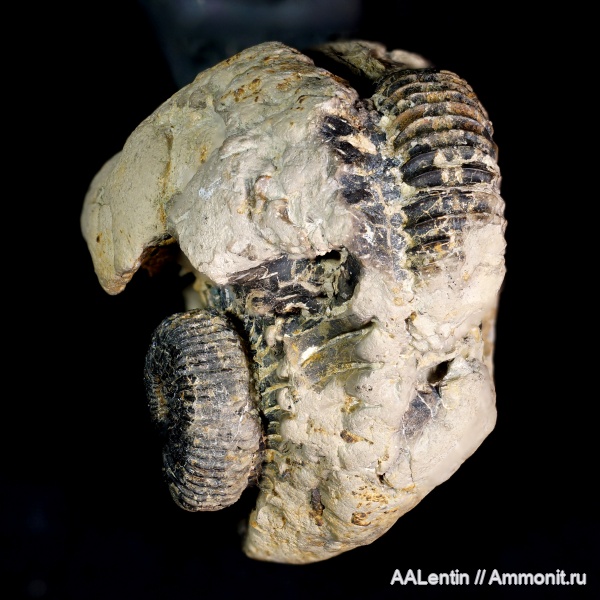 аммониты, юра, кимеридж, Самарская область, Sarmatisphinctes, Sarmatisphinctes subborealis, Заводское обнажение