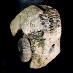 Аммониты Sarmatisphinctes subborealis