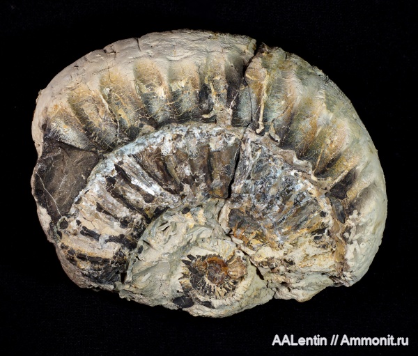 аммониты, юра, кимеридж, Самарская область, Sarmatisphinctes, Sarmatisphinctes subborealis, Заводское обнажение