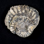 Аммонит Sarmatisphinctes с устрицами