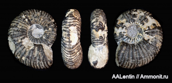 аммониты, юра, кимеридж, Самарская область, Sarmatisphinctes, Заводское обнажение