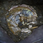 Аммонит с ушком, Glochiceras lens Ziegler, 1959