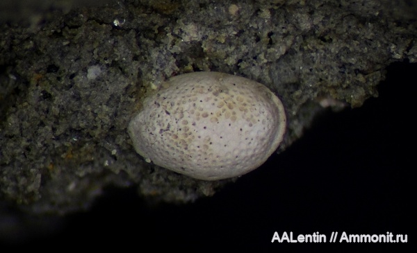 юра, остракоды, кимеридж, Самарская область, Ostracoda, микрофауна, микропалеонтология, Заводское обнажение