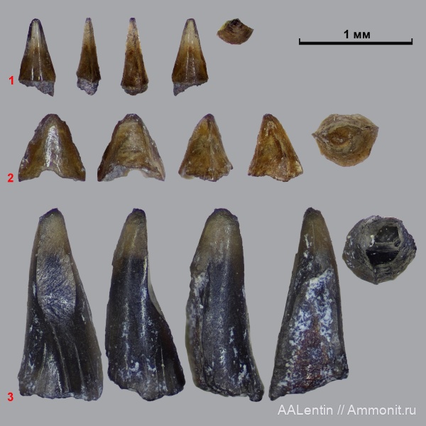 юра, кимеридж, Самарская область, зубы рыб, Заводское обнажение, Kimmeridgian, Jurassic, fish teeth