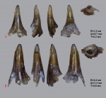 Зубы кимериджских рыб ч.2 (акулы)
