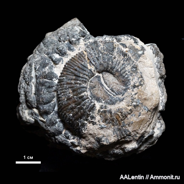 аммониты, юра, Самарская область, Заводское обнажение, нижневолжский подъярус, Ilowaiskya, Ilowaiskya sokolovi