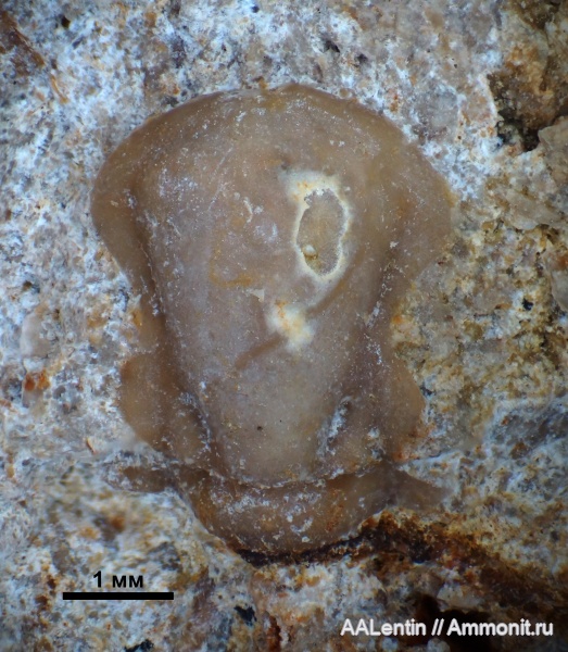 трилобиты, нижний карбон, кранидий, Paladin, визейский ярус, Proetidae, тульский горизонт, Тулььская область