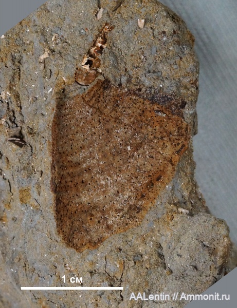 аммониты, юра, нижний келловей, келловей, аптихи, Саратовская область, ТЭЦ-5, Aptychi, Callovian