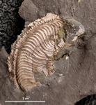 Фрагмент аммонита Nannocardioceras volgae