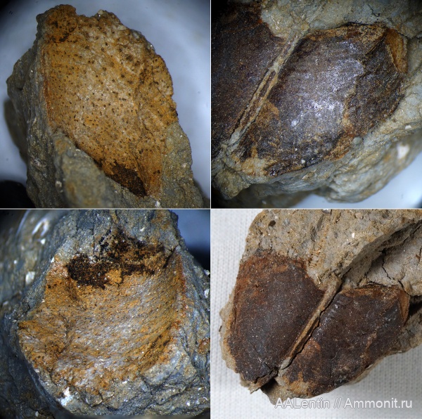 аммониты, юра, нижний келловей, келловей, аптихи, прижизненные повреждения, Gowericeras, Саратовская область, ТЭЦ-5, Aptychi, Callovian, Gowericeras gowerianum