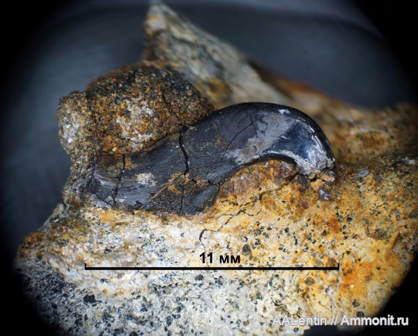 мел, Самарская область, нижний мел, валанжин, Кашпир, Coleoidea, колеоидеи, onychites, крючья, онихиты