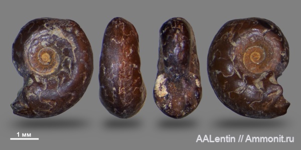 аммониты, юра, кимеридж, Самарская область, Glochiceras, Заводское обнажение