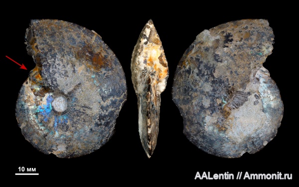 аммониты, юра, волжский ярус, Garniericeras, Самарская область, Garniericeras subclypeiforme, обрастание, обрастание аммонитов, Новая рачейка