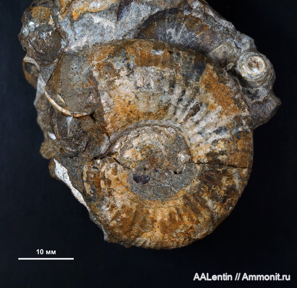 юра, Binatisphinctes, келловей, Самарская область, Алексеевский район, Okaites