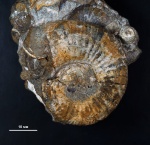 Аммонит Okaites sp.