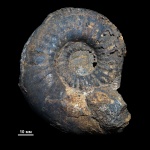 Аммонит Kepplerites (Gowericeras) gowerianus