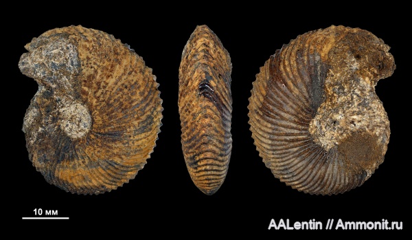 аммониты, юра, келловей, Самарская область, Chamoussetia, Chamoussetia buckmani, Ammonites, Алексеевский район, Callovian, Jurassic, Middle Jurassic