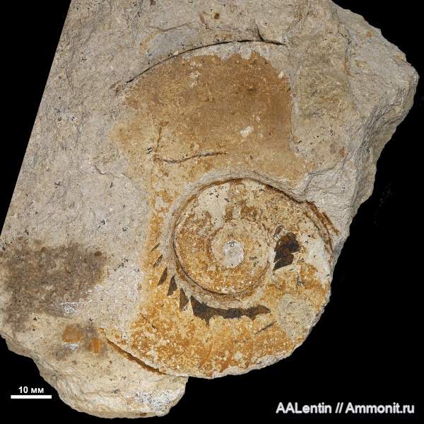 Domatoceras, нижний карбон, Тульская область, Nautiloidea, вентральные укусы, Nautilida, визейский ярус, ventral bite marks, тульский горизонт