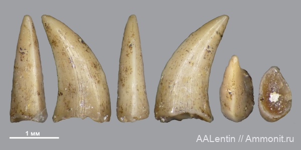 триас, зубы, Самарская область, зубы рептилий, Яблоново-Врагское местонахождение, нижний триас, Triassic, teeth